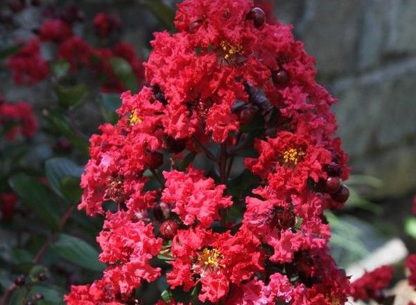 Ein leuchtend roter Blumenstrauß mit gekräuselten Blütenblättern, umgeben von üppigen grünen Blättern