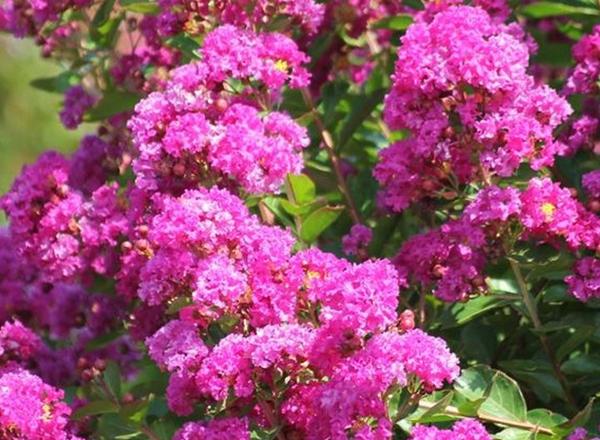 Ein leuchtendes Bündel hellrosa Blüten blüht inmitten üppiger grüner Blätter