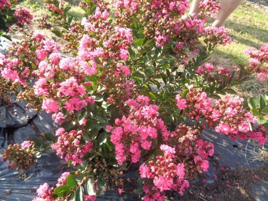Kräftig rosa blühender Strauch mit üppig grünen Blättern