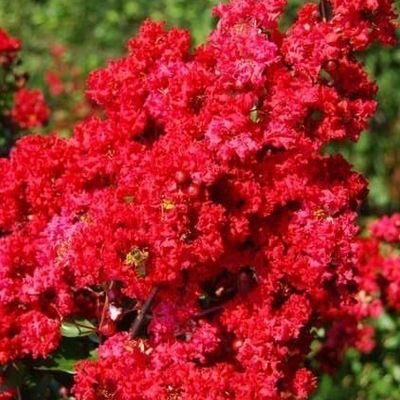 Kräftige Büschel leuchtend roter Blüten an einem Kreppmyrtenbaum, umgeben von üppigem grünen Laub