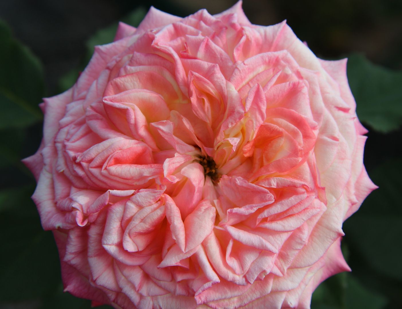 Eine Nahaufnahme einer zartrosa Rose mit mehrschichtigen Blütenblättern in zarten Pfirsich- und Elfenbeintönen