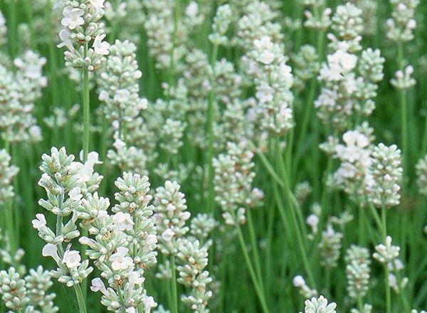 Ein Feld zarter weißer Blumen mit grünen Stängeln