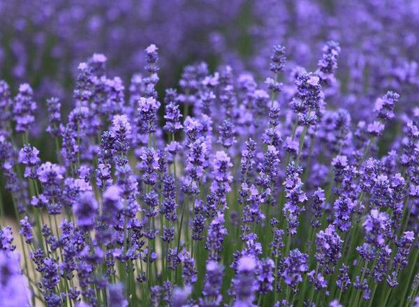 Ein leuchtendes Lavendelfeld mit satten violetten Blüten auf üppig grünem Laub