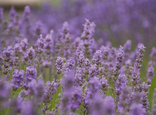 Ein Feld mit blühenden Lavendelblumen, die in leuchtenden Lilatönen ineinander übergehen