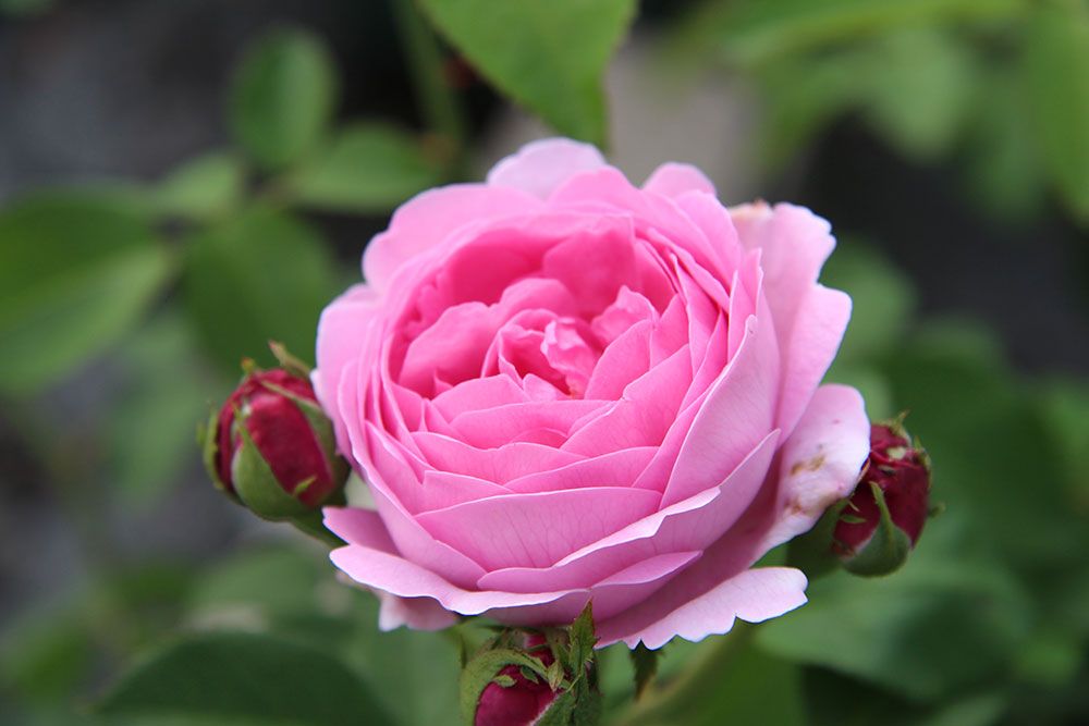 Rosa Rose umgeben von drei roten, sich öffnenden Knospen