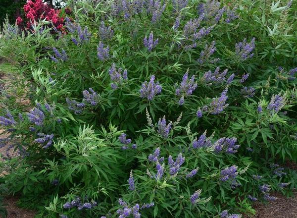 Üppig grüne Sträucher mit leuchtend violetten Blüten