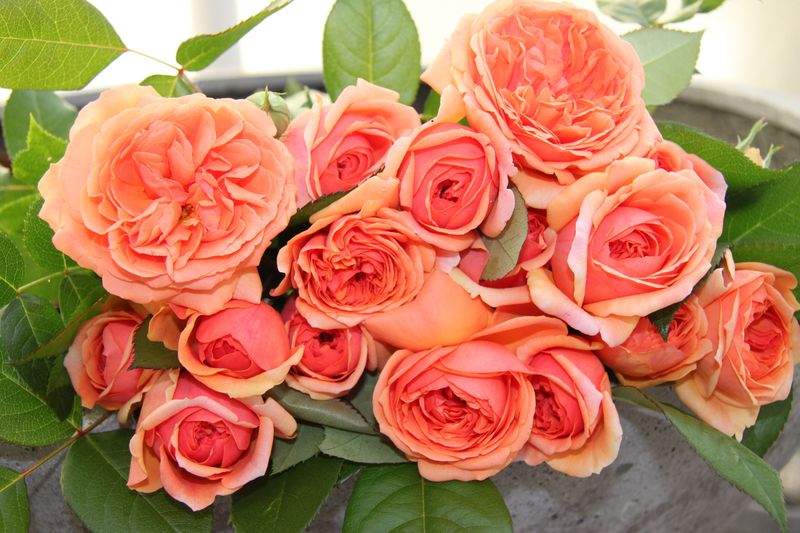 Ein Strauß leuchtend rosafarbener Rosen mit üppigen grünen Blättern, arrangiert in einem grauen Topf
