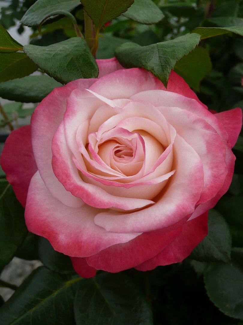 Nahaufnahme einer Rose mit zartrosa Blüten, die nach außen hin gesättigter und dunkler werden