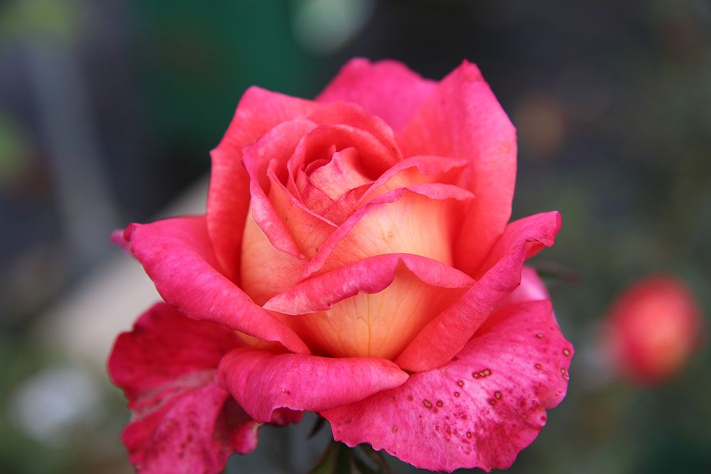 Sich öffnende Rosenblüte mit tiefrosa bis orangefarbenen Blütenblättern