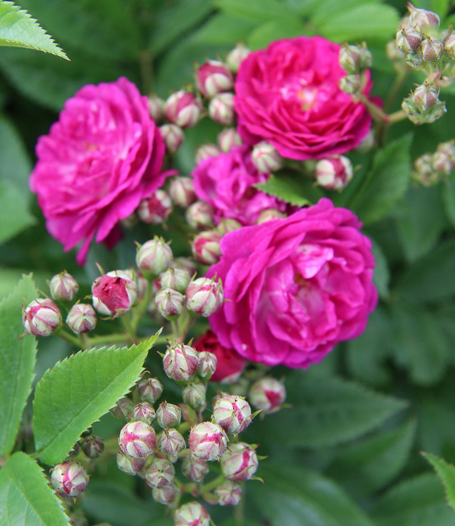 Leuchtend rosafarbene Rosen in voller Blüte, umgeben von knospenden Blüten