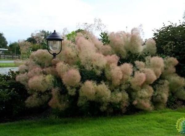 Ein großer, flauschiger Busch mit rosa-braunen federartigen Blättern