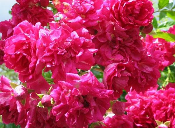 Ein Strauß leuchtend rosafarbener Rosen in voller Blüte