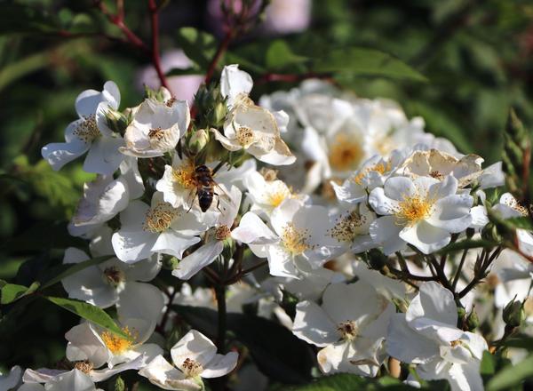 Nahaufnahme von zarten weißen Blüten mit einer Biene, die Pollen sammelt, umgeben von üppigen grünen Blättern