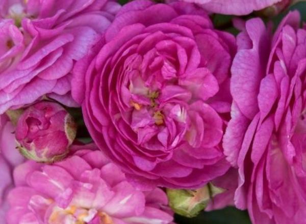 Eine Nahaufnahme von leuchtend rosafarbenen Rosen in verschiedenen Stadien der Blüte