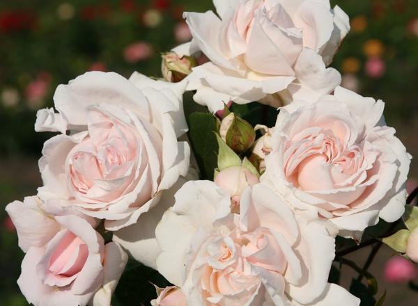 Ein Bündel zartrosa Rosen umgeben von grünen Blättern