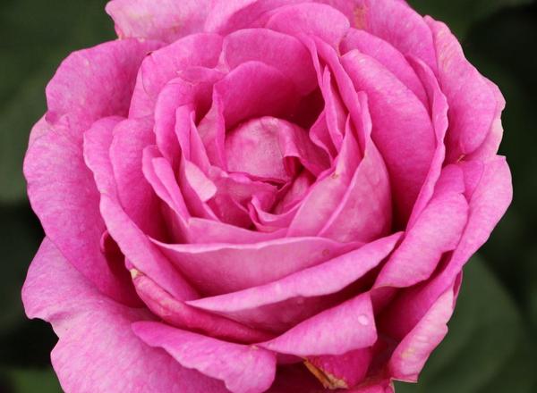 Nahaufnahme einer rosa Rose in voller Blüte