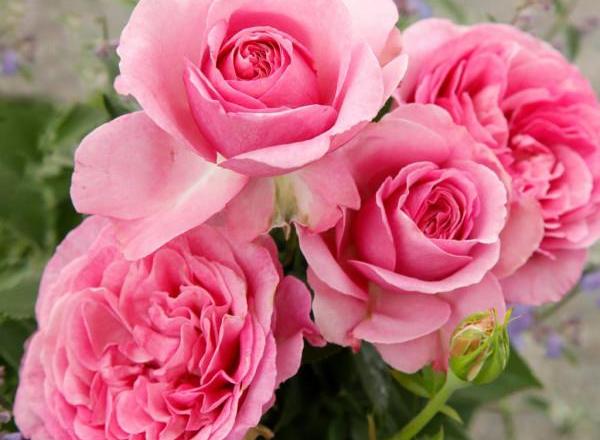 Bündel rosafarbener Rosen mit vereinzelten grünen Knospen