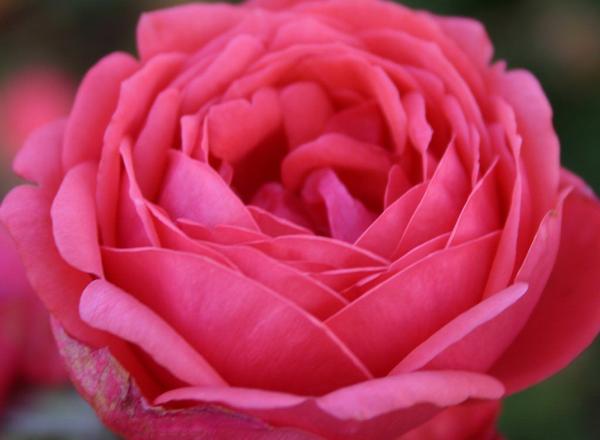 Eine Nahaufnahme einer leuchtend rosafarbenen Rose