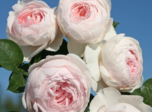 Nahaufnahme von zarten rosa und weißen Rosen