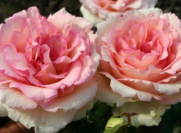 Zwei üppige, rosafarbene und cremefarbene Rosen