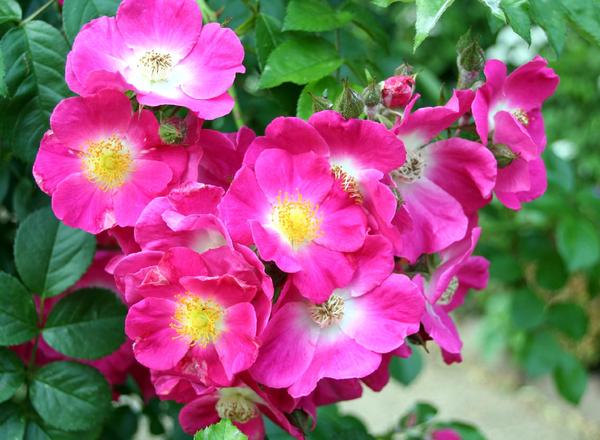 Ein leuchtendes Bündel rosa Rosen mit gelber Mitte, umgeben von grünen Blättern