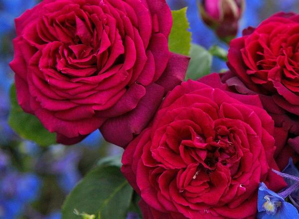 Ein Strauch mit drei tiefroten Rosen vor einem blauen Himmel