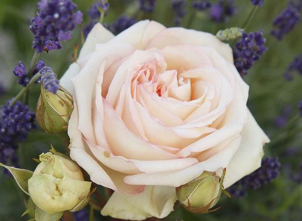 Eine zartrosa Rose in voller Blüte, umgeben von Lavendel und knospenden Rosenknospen