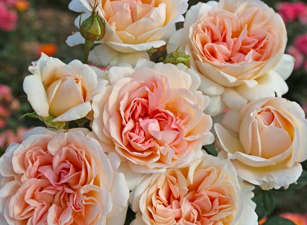 Ein Bündel zarter pfirsich- und cremefarbener Rosen