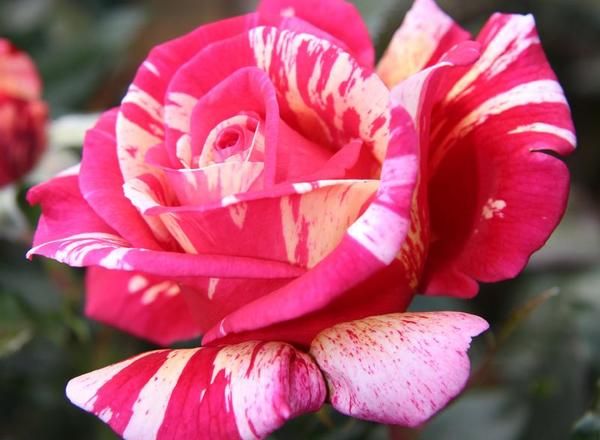 Leuchtend rosa und weiß gestreifte Rose
