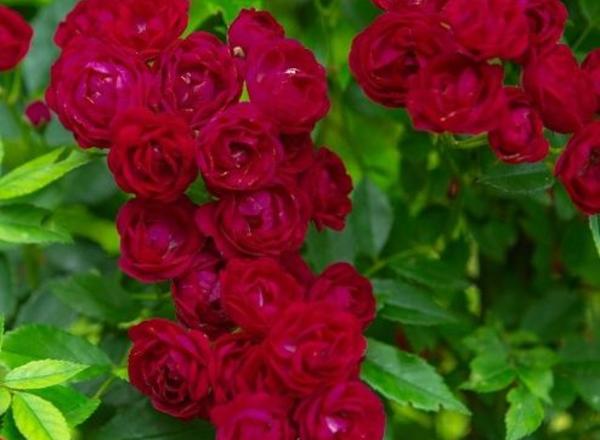 Eine Nahaufnahme von leuchtend roten Rosen
