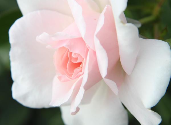 Nahaufnahme einer zartrose bis weißen Rose