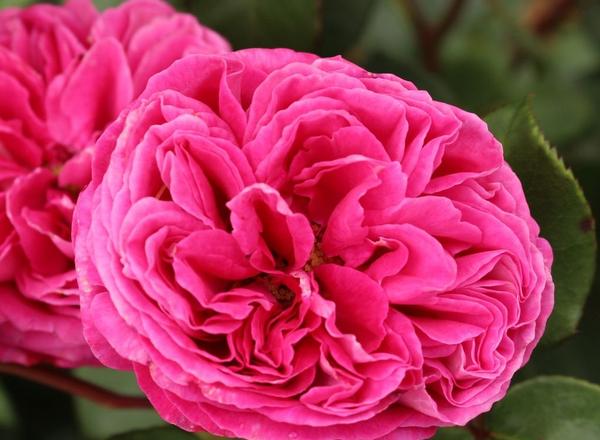 Eine Nahaufnahme einer leuchtend rosafarbenen Rose