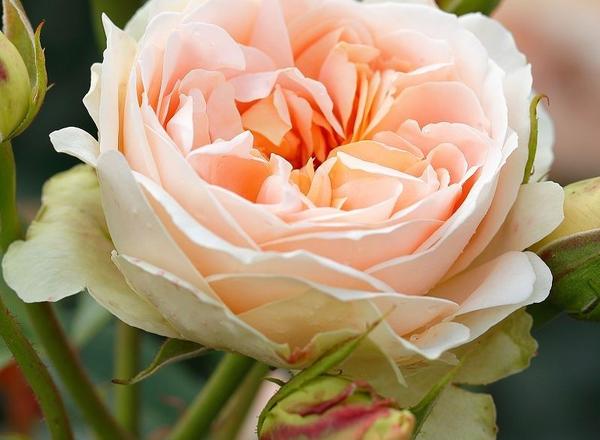Zarte pfirsichfarbene Rose in voller Blüte, umgeben von grünen Knospen und Blättern