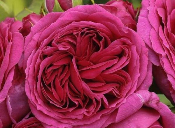 Nahaufnahme einer leuchtend rosafarbenen Rose mit reichhaltigen Blütenschichten