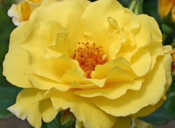 Nahaufnahme einer leuchtend gelben Rose mit zarten Blütenblättern und leuchtend orangefarbenen Staubgefäßen in der Mitte