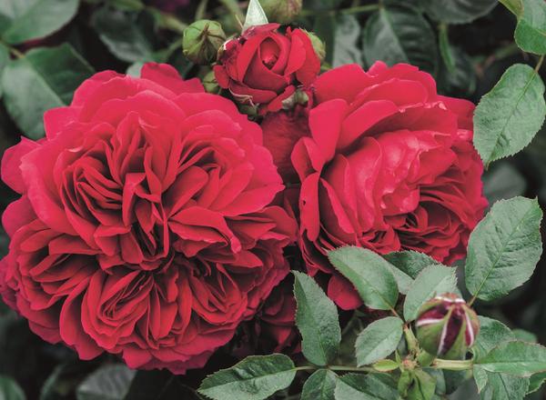 Drei leuchtend rote Rosen blühen inmitten üppiger grüner Blätter