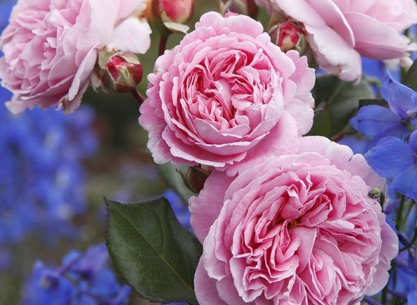 Bündel von rosa Rosen mit vereinzelten roten Knospen