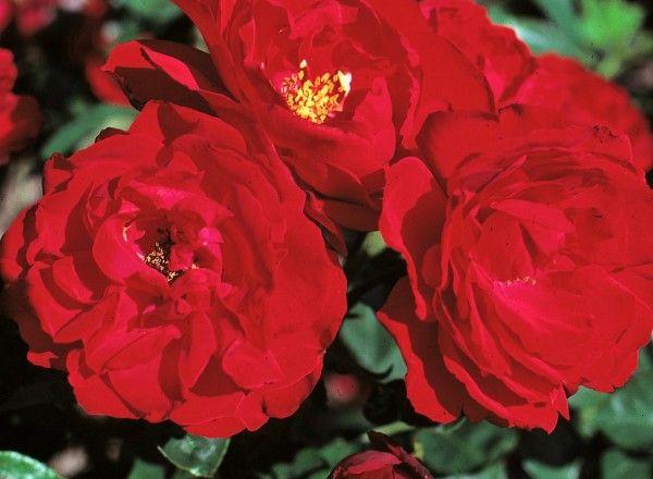 Drei leuchtend rote Rosen in voller Blüte, mit zarten Blütenblättern und leuchtend gelben Zentren