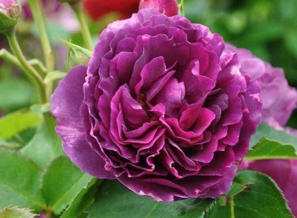 Nahaufnahme einer leuchtend violetten Rose mit dichten mehrschichtigen Blütenblättern