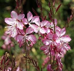 Zarte Büschel von hellrosa Blüten mit langen Blütenblättern und schlanken Knospen