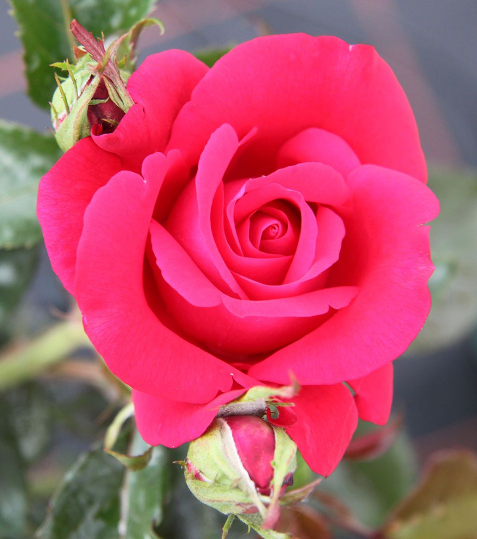 Eine leuchtend rosa Rose in voller Blüte, umgeben von grünen Blättern und einer teilweise geöffneten Knospe