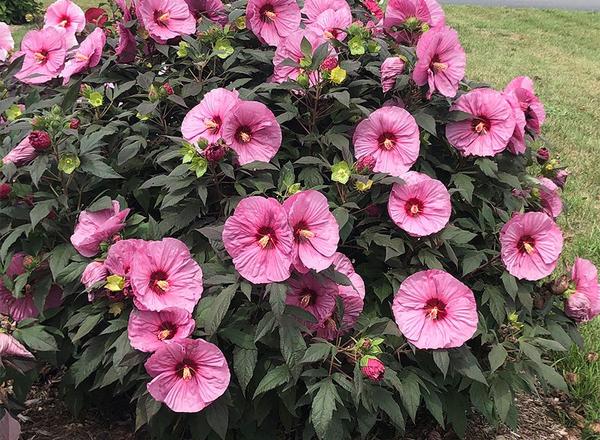 Ein üppiger Busch mit leuchtend rosa Hibiskusblüten, umgeben von grünen Blättern und knospenden Blüten