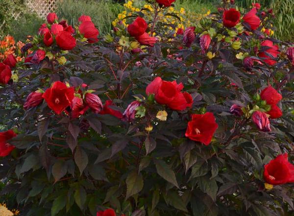 Ein leuchtendes Bündel tiefroter Blüten mit dunkelgrünen Blättern