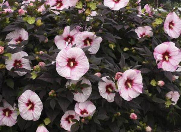 Ein leuchtendes Schauspiel aus rosa und weißen Hibiskusblüten mit tiefroter Mitte