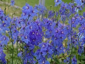 Ein leuchtendes Bündel blauer Ritterspornblüten
