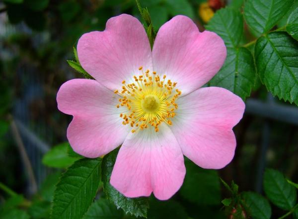 Eine zartrosa Blume mit fünf Blütenblättern und einer leuchtend gelben Mitte