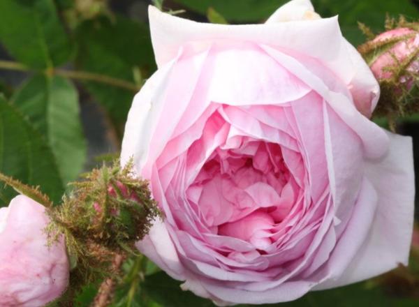 Eine Nahaufnahme einer zartrosa blühenden Rose