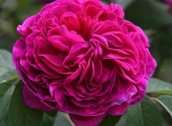 Eine leuchtende, fuchsiafarbene Rose mit samtigen Schichten, umgeben von grünen Blättern