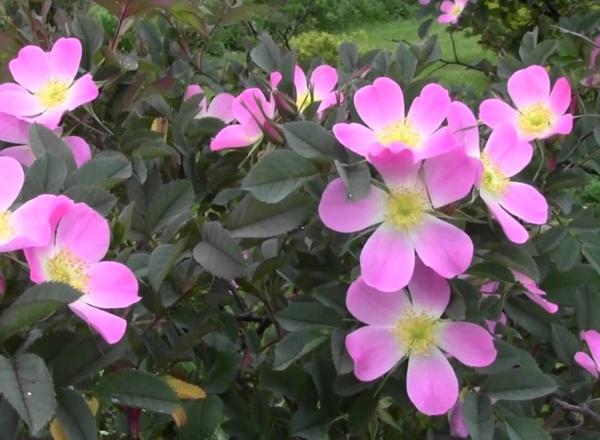 Lebendige rosa Blüten mit gelber Mitte, umgeben von dunkelgrünen Blättern