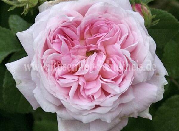 Eine üppige, rosafarbene Rose mit vielen zarten Blütenblättern